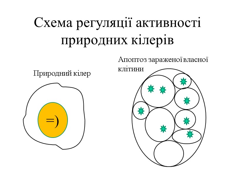 Схема регуляції активності природних кілерів  =) Природний кілер Апоптоз зараженої власної клітини